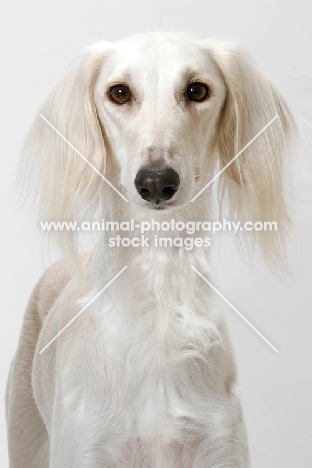 cream Saluki portrait on white background