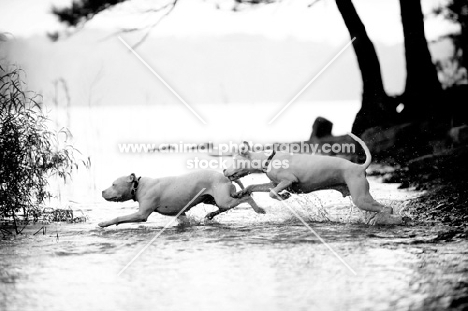 two pitt bull type dogs running through water