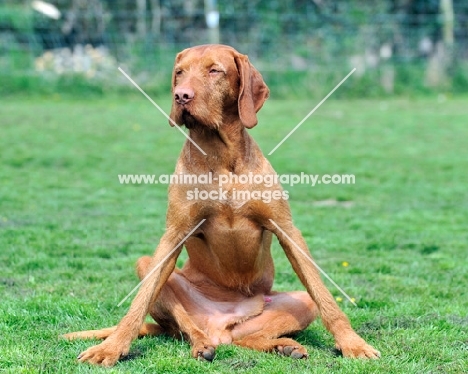 Hungarian Wirehaired Vizsla (aka Magyar Vizsla, Ungarisch Drahthaar) sitting