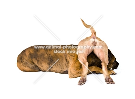 American Staffordshire Terrier playing