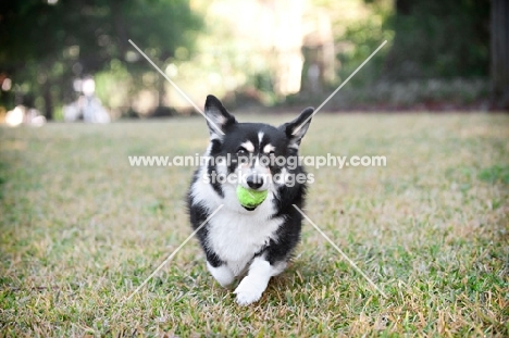 pembroke welsh corgi running toward camera with tennis ball in mouth