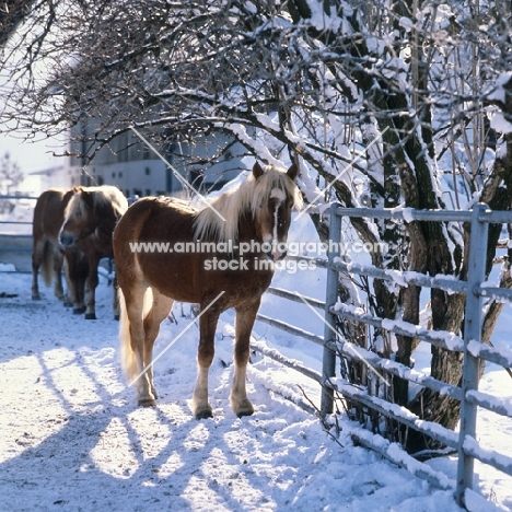 Haflinger pony standing in winter sunshine in group at Fohlenhof Ebbs