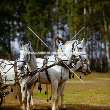 three orlov trotters harnessed in troika