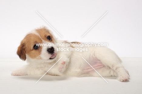 rough coated Jack Russell puppy, lying down