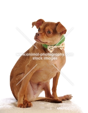 brown mongrel wearing dickie bow