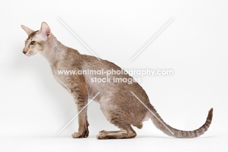 Oriental Shorthair full body, Chocolate Silver Ticked Tabby, side view