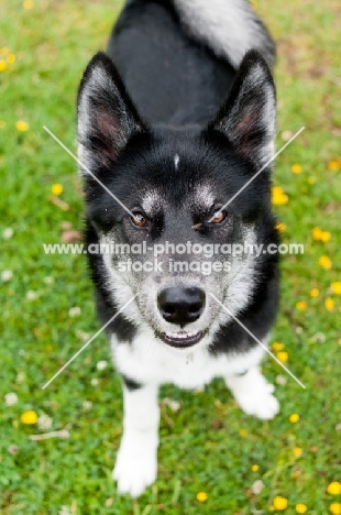 Husky Crossbreed looking at camera