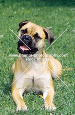 Bullmastiff lying down in grass