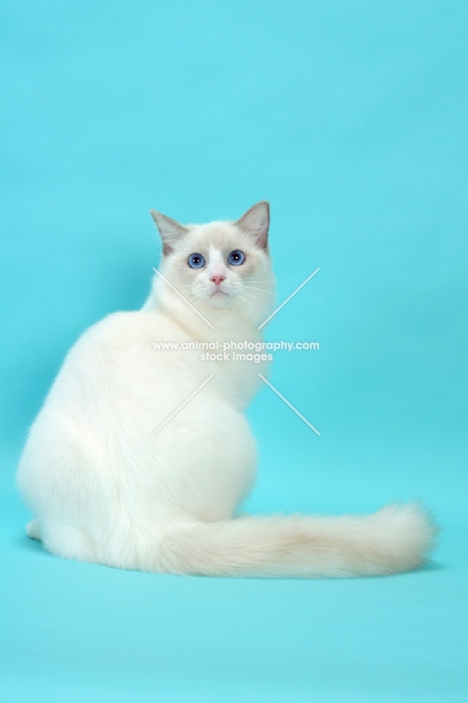 Lilac Point Bi-Color Ragdoll cat, 6 months old