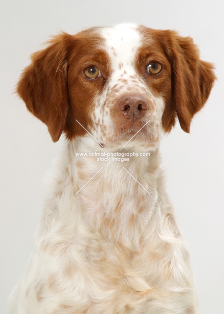 Australian Champion Brittany, portrait on white background