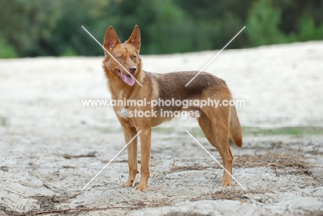 American Indian Dog on sand