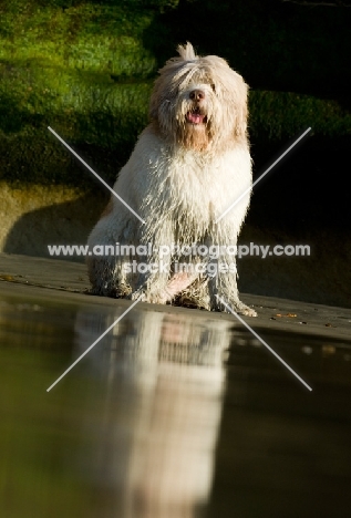 Polish Lowland Sheepdog (aka polski owczarek nizinny) sitting near shore