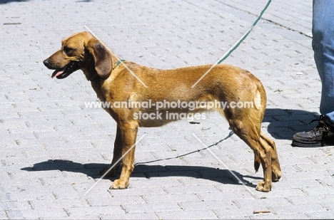 Tyrolean Hound posed