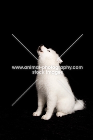 young Samoyed pup, howling