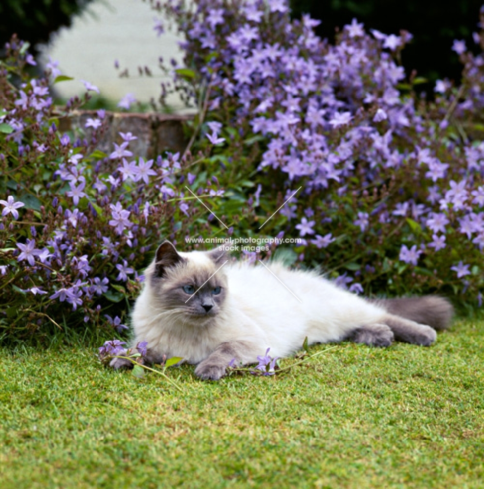 colourpoint cat, blue point, lying in a garden. (Aka: Persian or Himalayan)