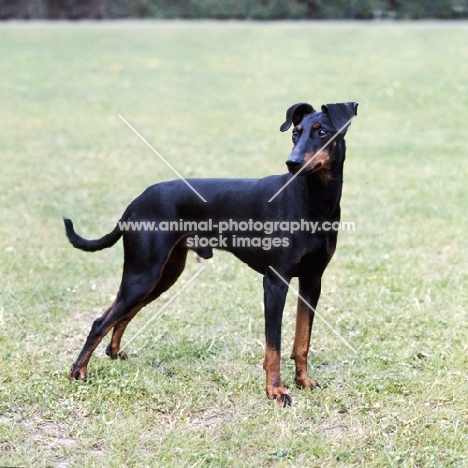 manchester terrier