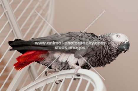 African Grey Parrot on cage, low angle