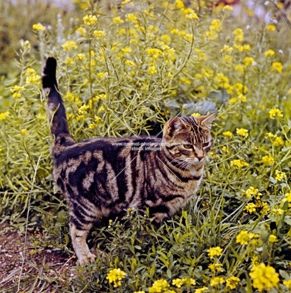 tabby cat among yellow flowers