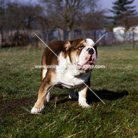 young bulldog standing on grass
