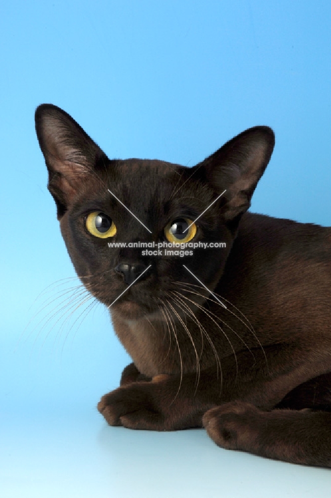 brown burmese cat portrait