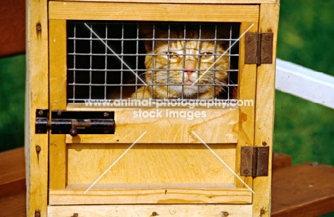 ginger cat in carrying box