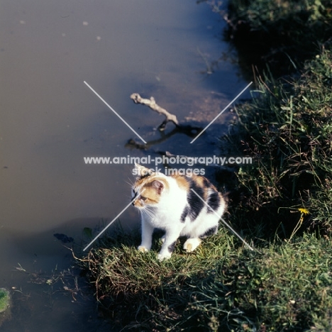 tortoiseshell and white non pedigree cat beside a pond