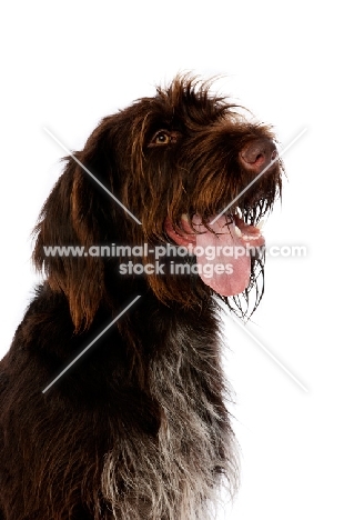 German Wirehaired Pointer looking up isolated on a white background