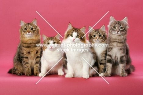 five Norwegian Forest kittens