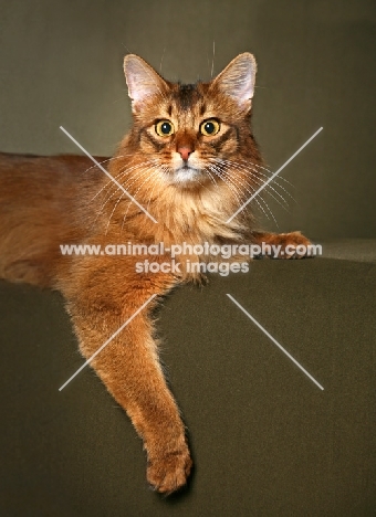 Somali cat, lying down