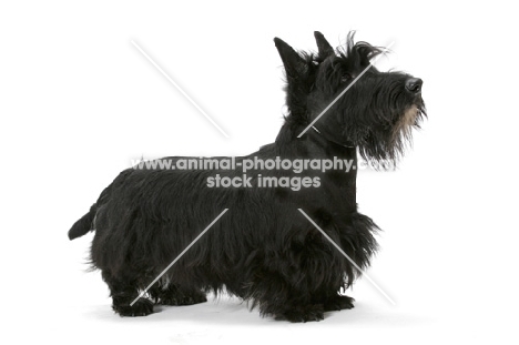 black Australian Champion Scottish Terrier, side view