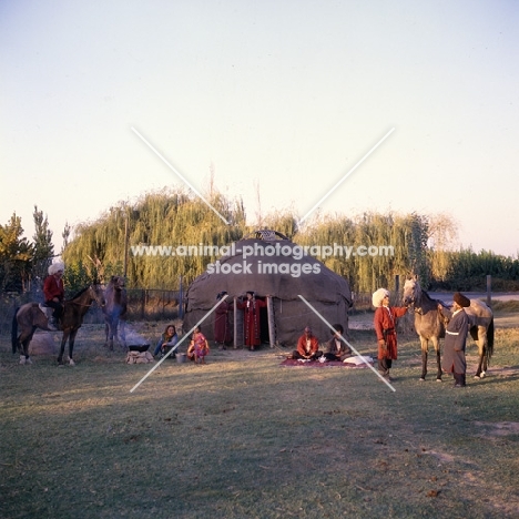 akhal teke horses amongst a turkmen community