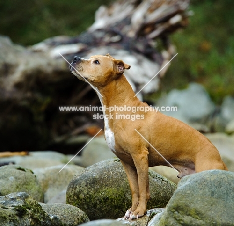American Pit Bull Terrier near rocks