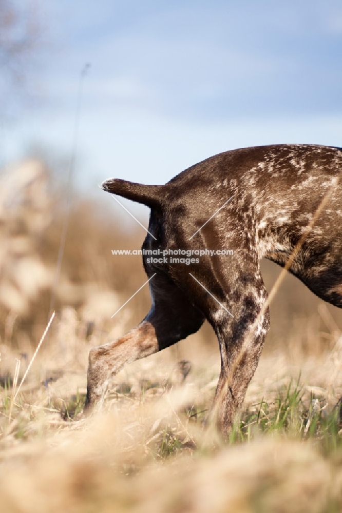 The tail and back legs of a docked German Shorthaired Pointer 