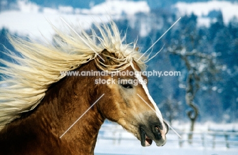 haflinger colt in play fight, close up