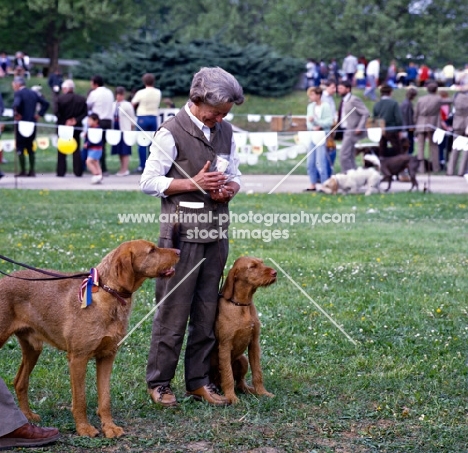 two wirehaired hungarian vizslas at world show vienna