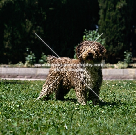 spanish water dog standing