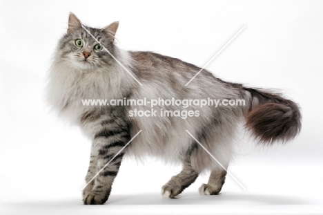 Silver Mackerel Tabby & White Norwegian Forest cat, standing