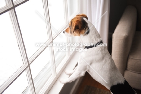 Beagle Mix on hind legs, looking out window.