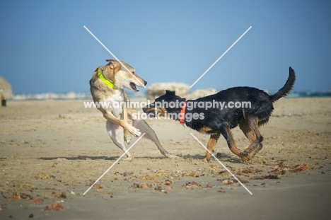 Two dogs playing fight on a beach