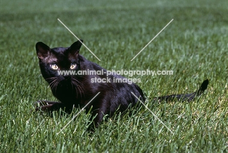 american brown burmese cat staring intensely