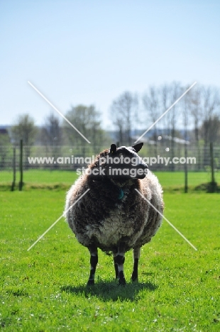 Bonte Texelaar sheep