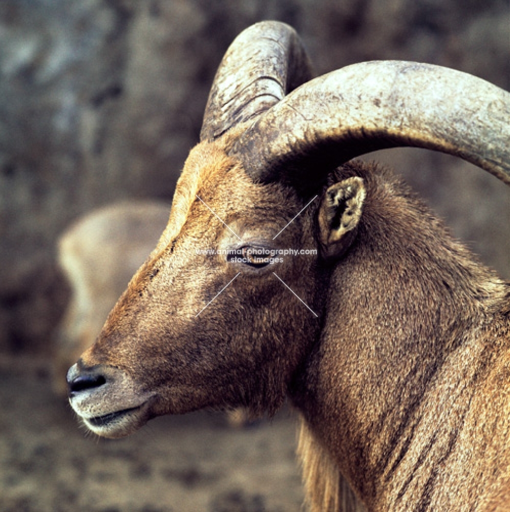 barbary sheep at london zoo