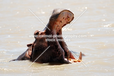 Hippo yawning