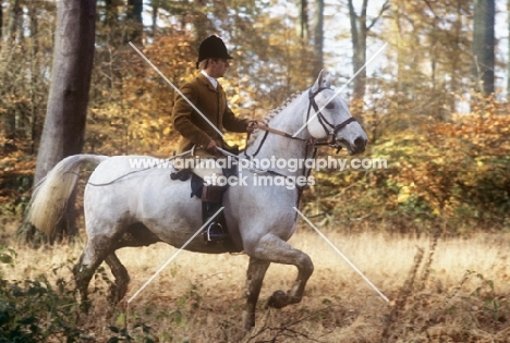 huntsman with the vale of aylesbury hunt