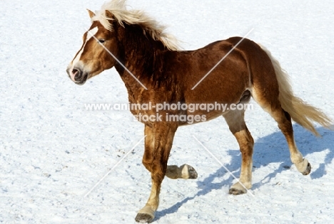 haflinger colt running on snow in austria