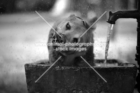 yellow labrador retriever shaking off water while in a fountain