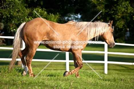 Palomino Quarter horse in field