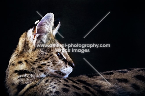 Serval head study