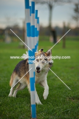 husky mix running through weave poles