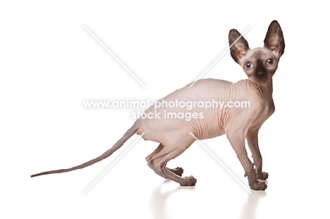 Sphynx cat standing in studio